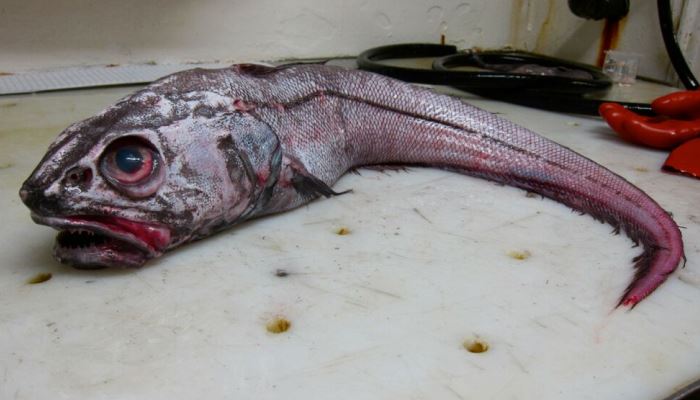 Страшные Головы Рыб Фото