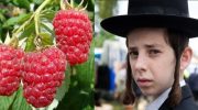 В Израиле малину отнесли к некошерным продуктам и запретили продавать в кошерных магазинах