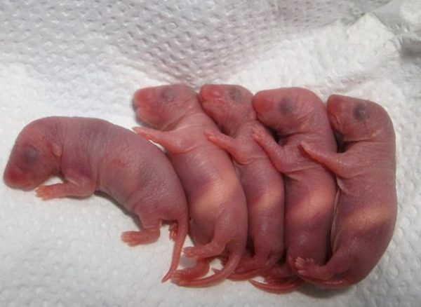Новорожденные крысы