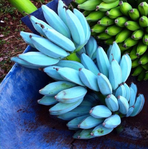 Самая настоящая синяя еда, природная, без искусственных пигментов - удивительные фото