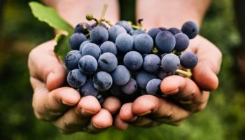 Наслаждаемся и лечимся солнечным лекарством — вкусный и целебный виноград