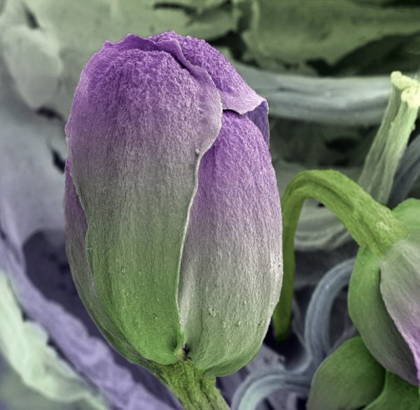 Как выглядят привычные продукты под микроскопом: потрясающие макрофото