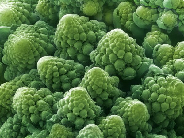 Как выглядят привычные продукты под микроскопом: потрясающие макрофото