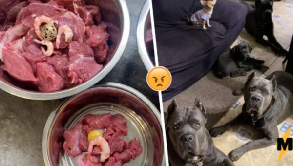 Россиян возмутила блогер, которая кормит собак телятиной и креветками