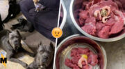 Россиян возмутила блогер, которая кормит собак телятиной и креветками